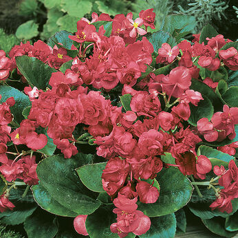 Champion Rose