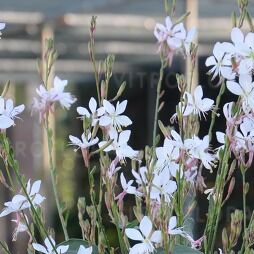 Graceful White