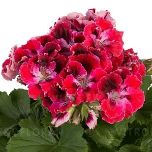 Elegance Red Velvet