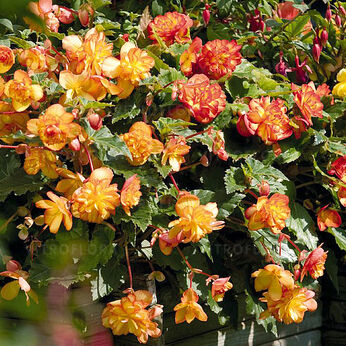Illumination Golden Picotee