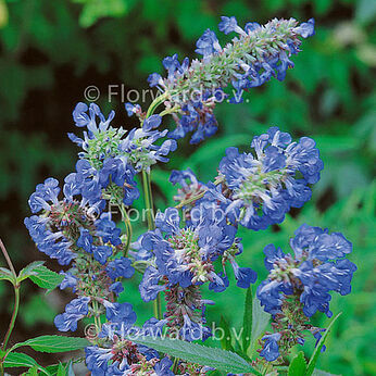 Salvia uliginosa