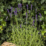 Blue Scent Early