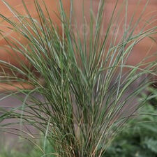 Stipa arundinacea