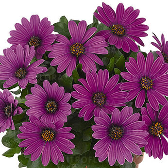 Margarita Dark Lilac