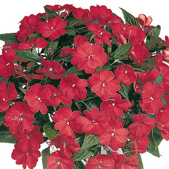 Harmony Dark Red