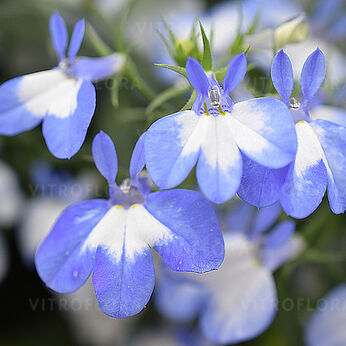 HotPot Light Blue