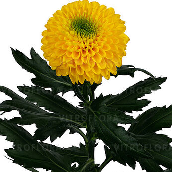 Brasiliana