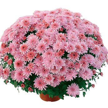 Coeur de Lorraine Rose®