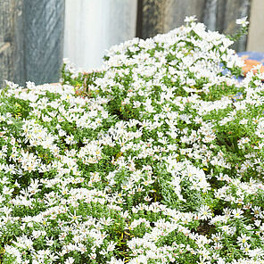 Snowflurry
