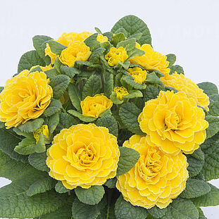 Prima Belarina Spring Sun