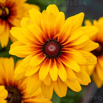 Sunbeckia® Carla