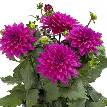 Labella® Maggiore Deep Rose