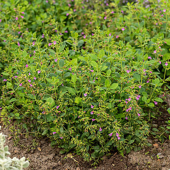 Calamintha grandiflora