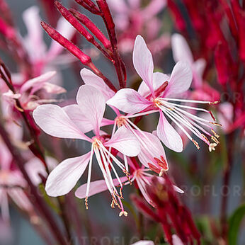 Graceful Light Pink