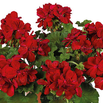 Extreme True Dark Red