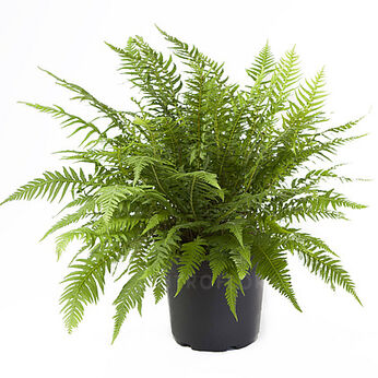 Phegopteris decursive-pinnata