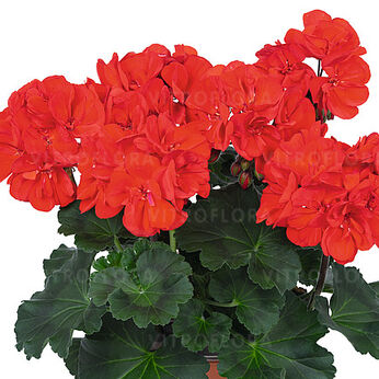 Savannah™ Bright Red