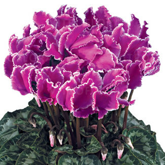 Halios Curly® Violet Lisere 2595 (Purple with Edge)