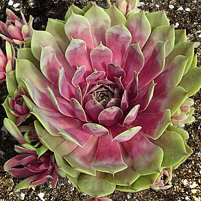 BigSam™ Pink Pomelo