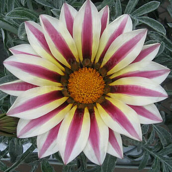 Kiss Frosty White Flame