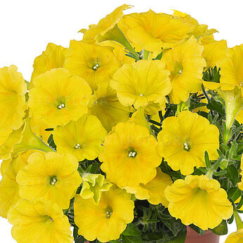 Potunia™ Canary Yellow 2025