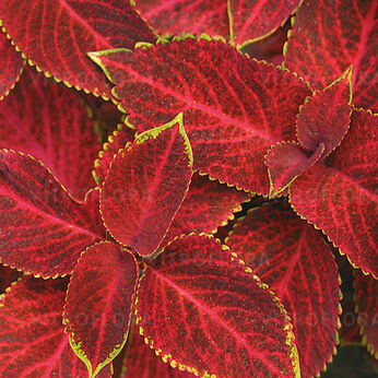 Wizard Velvet Red