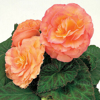 Fortune Peach Shades