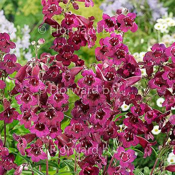 Rich Ruby