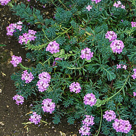 Warley Rose