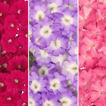 FloraSet Empress Sun 1 2026
