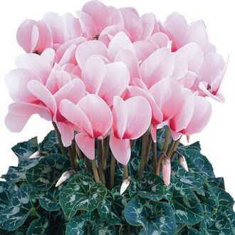 Halios HD Dhiva Rose a Oeil 2065