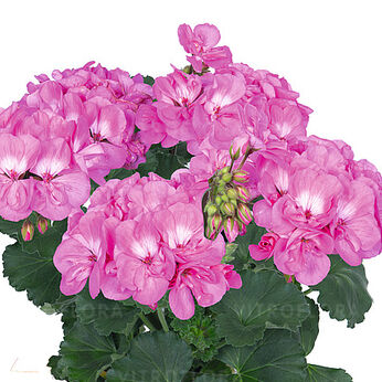 Savannah™ True Pink