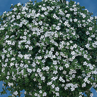 Taifun White