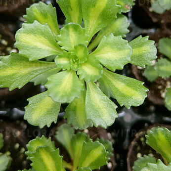 Green Edge