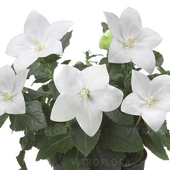Astra White