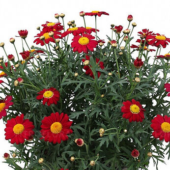 Simba Scarlet Red