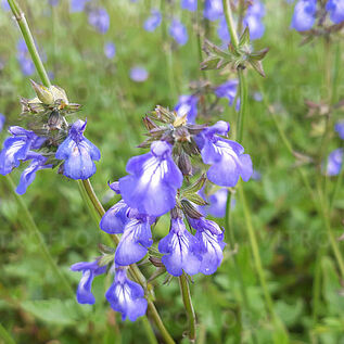 Salvia forreri