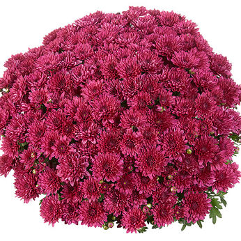 Elated Purple