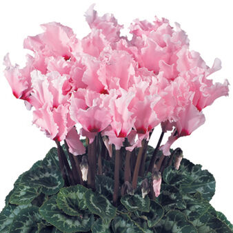 Halios Curly® Rose Clair Oeil Magenta 2461 (Light Pink with Red Eye)