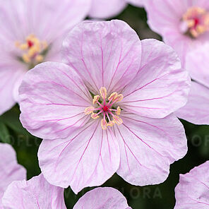 Frivolius Pink