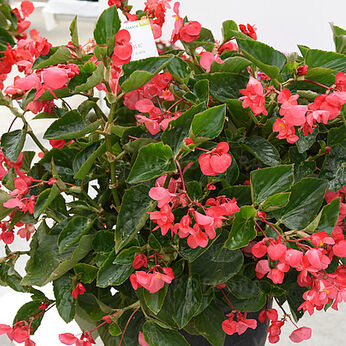 Viking Pink on Green