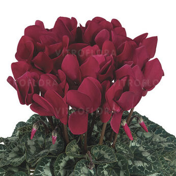 Halios Magenta Fonce 2108 (Deep Magenta)