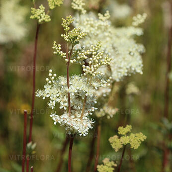 Filipendula ulmaria