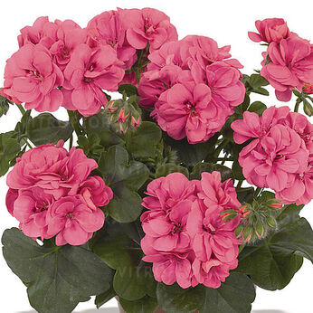 Great Balls of Fire™ Pink