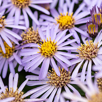 Nana Blue (Aster ageratoides 'Adustus Nanus')