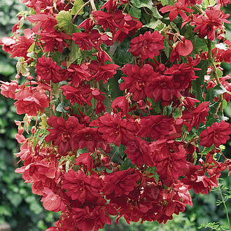 Illumination Scarlet