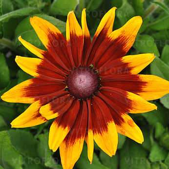 Sunbeckia® Mia