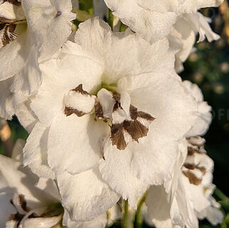 Sentinel Garden White