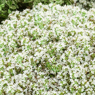Albiflorus