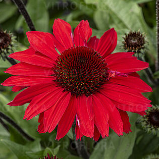 SunMagic Vintage Hot Red